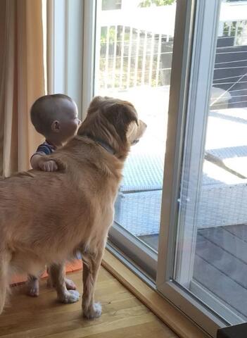 Light brown dog looking out a glass door next to a toddler