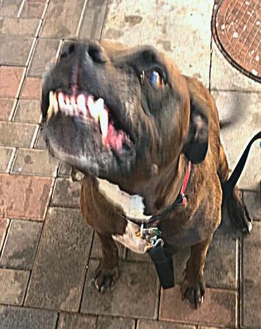 Dark brown dog sitting outside 