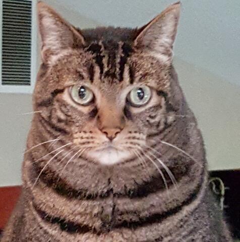 Striped light and dark brown cat staring into camera
