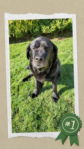 Black dog sitting out on the grass in the sun