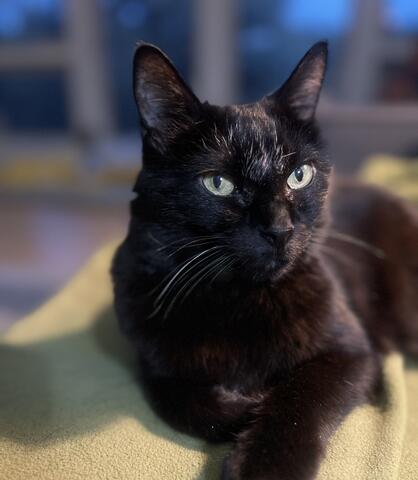 Small black cat laying down on a blanket