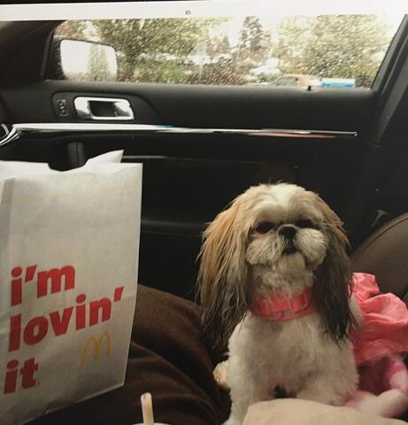 Small white dog sitting next to a McDonald's bag in a car