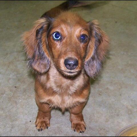 Small light brown dog looking at the camera