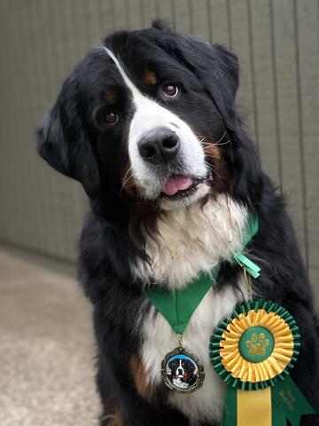 Bernese Mountain Dog with head to the side and a her tongue sticking out slightly. Wearing a reward ribbon that is green and yellow in color. 