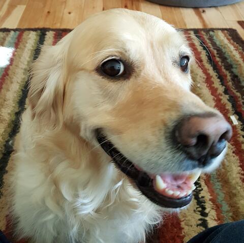 Light blonde dog sitting inside and staring at the camera