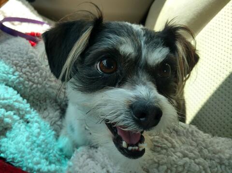 Small white and black dog sitting on a blanket and looking at the camera