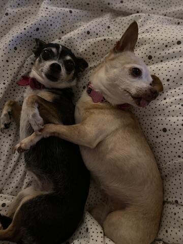 Two small dogs, one light brown and one dark brown laying next to eachother