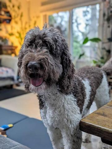 Brown and white dog with short wavy fur standing in front of a chair inside a home
