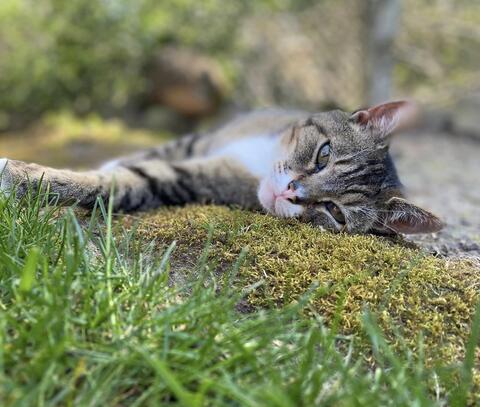 Brown cat with dark brown stripes laying in the grass