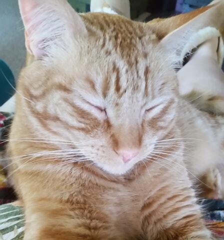 Orange tabby with eyes closed, sitting on owners lap