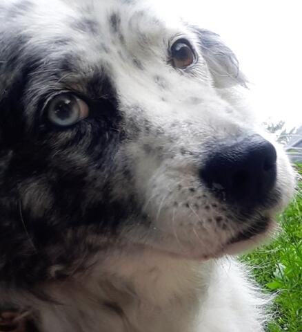 black and white dog with one brown and one blue eye