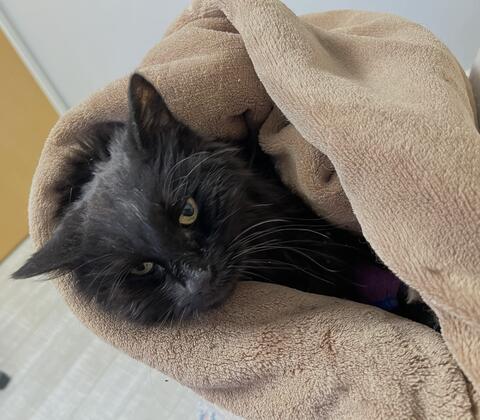 Black cat being held in a brown towl