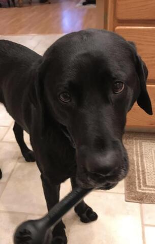Black lab looking up at the camera with a bone shaped toy in his mouth. 