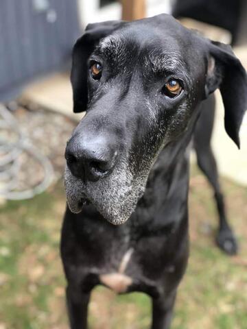 Close up photo of Great Dane black in color with come white spotting near the eyebrows and snout. 
