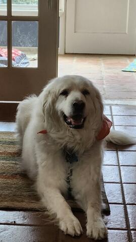 white dog