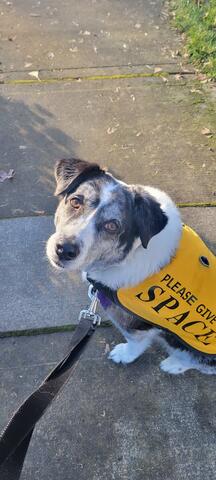 Dog with white and dark brown fur wearing a yellow vest and sitting on the sidewalk