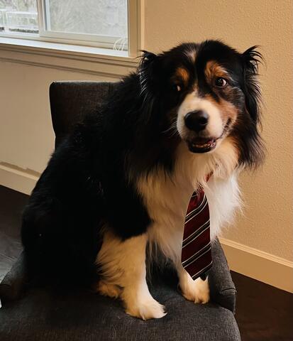 Dog with black and white fur sitting on a chair and wearing a red and white tie