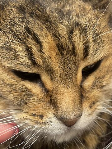 Close up picture of the face of a light brown cat