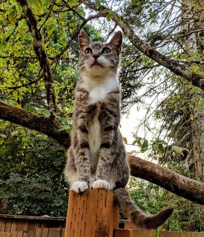 Small light brown cat with spots sitting on a fence post 