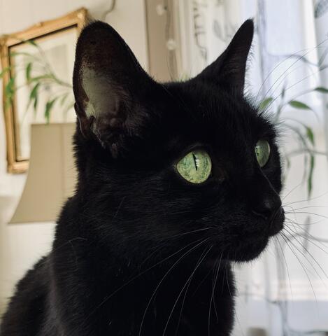 Black cat with green eyes
