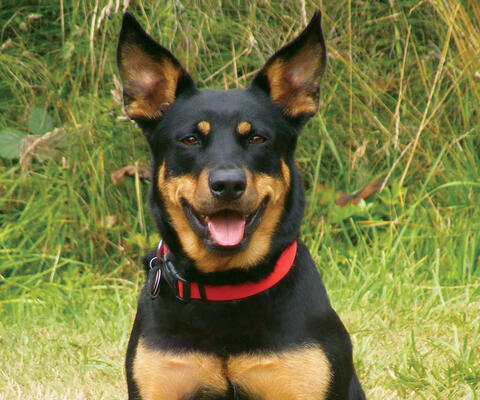 Smiling dog