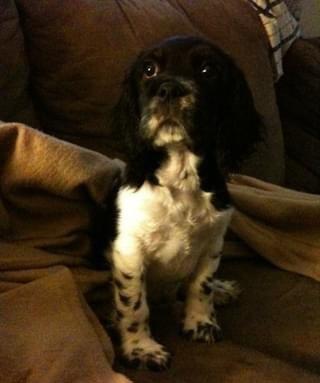 Small brown and white dog sitting on the couch