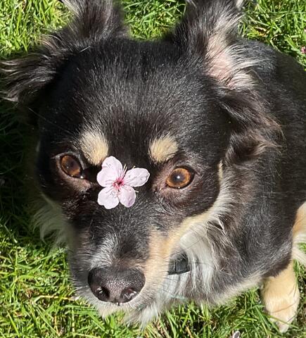 Small dog with a flower on its nose