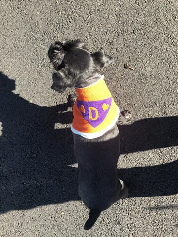 small black dog with a cape
