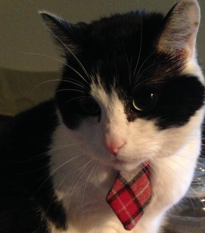 black and white cat wearing a red tie