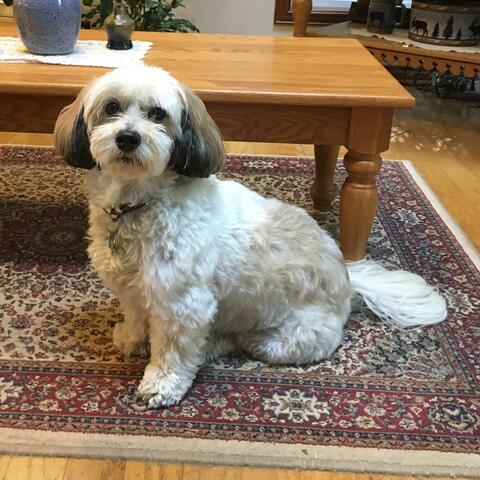 Small White dog on a rug
