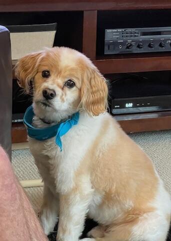 White and light brown dog with a blue collar 