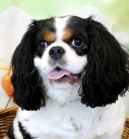 Small white and brown dog with tongue out