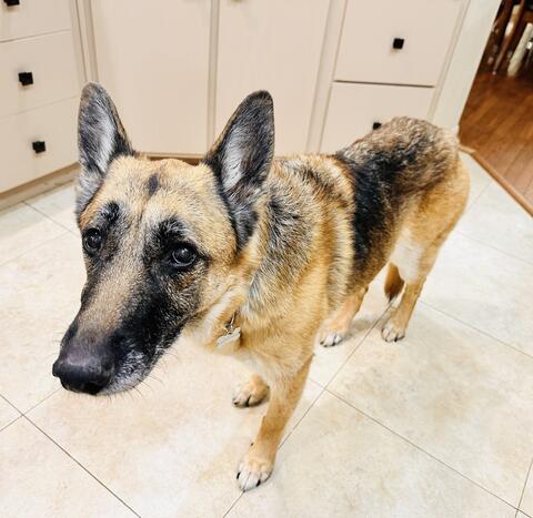 Brown and black dog standing in the kitchen
