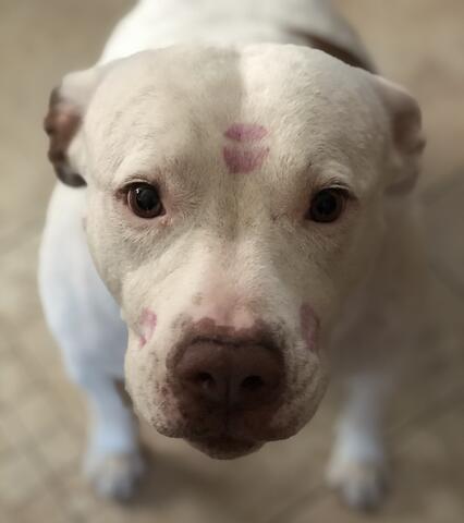 White dog with lipstick kisses on their head looking at the camera