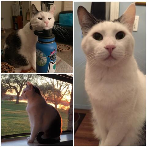 Photo collage of a white cat with gray spots covering his right ear, back legs, and tail. Top left  is him resting his head on a blue hydroflask. Bottom left he's looking out the window. The right side is a closer one of him looking at the camera. 