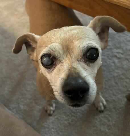 Light brown dog standing next to a table