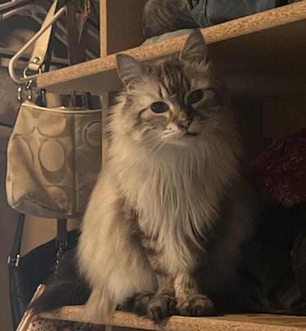 White cat with brown stripes sitting on a shelf
