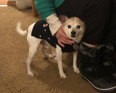 Small white dog being pet by its owner