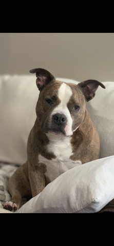 Ethyl the grey and white pocket bulldog