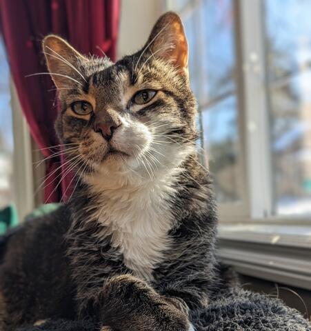 Brown cat with a white streak sitting on the couch in front of a window