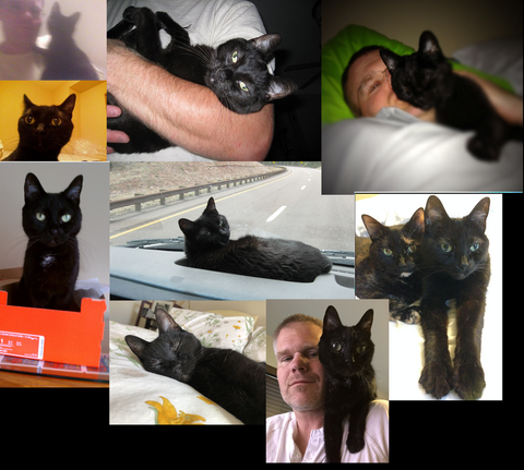 Collage of photos of a black cat snuggling and laying down