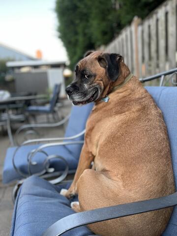 Boxer sitting on a blue bench, smiling at the camera