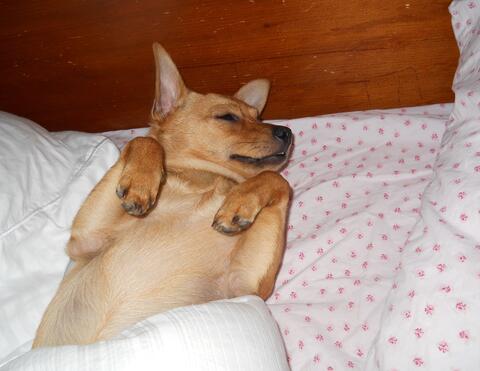 Light brown dog laying on its back on a bed taking a nap