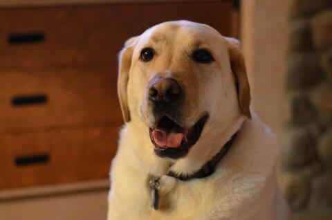 Golden lab looks happy and hungry