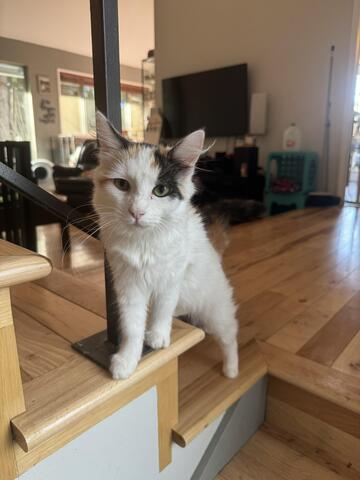 White cat with black and brown patches walking up the stairs