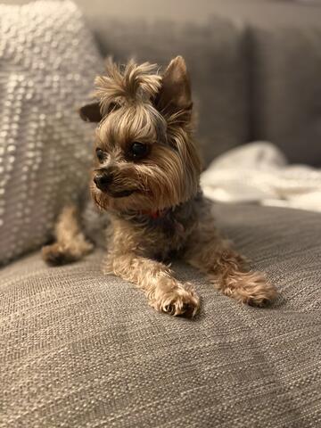 Small brown dog on the couch