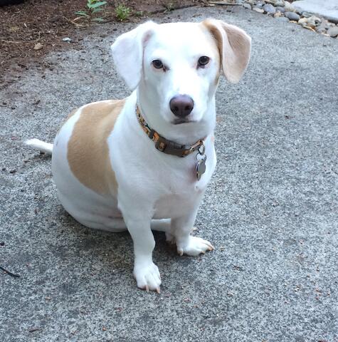 Small white and light brown dog sitting on the sidewalk