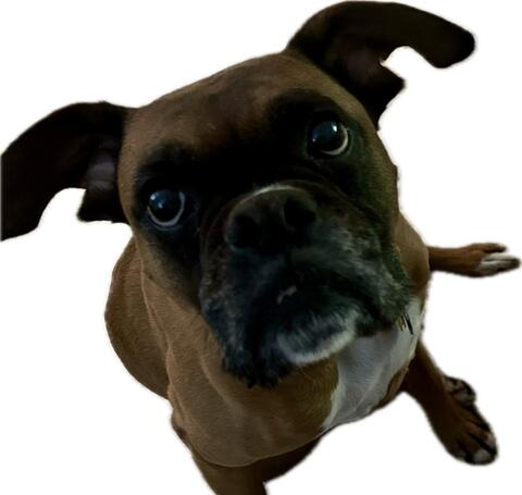 Dog with dark brown fur sitting down and looking up at the camera