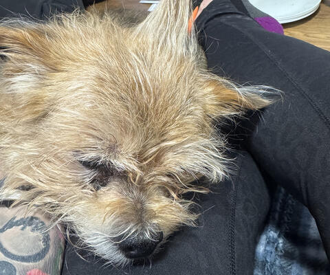 Blond Dog