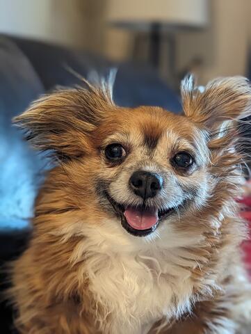 Small brown dog on a couch